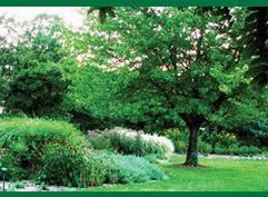 Msu Gardens